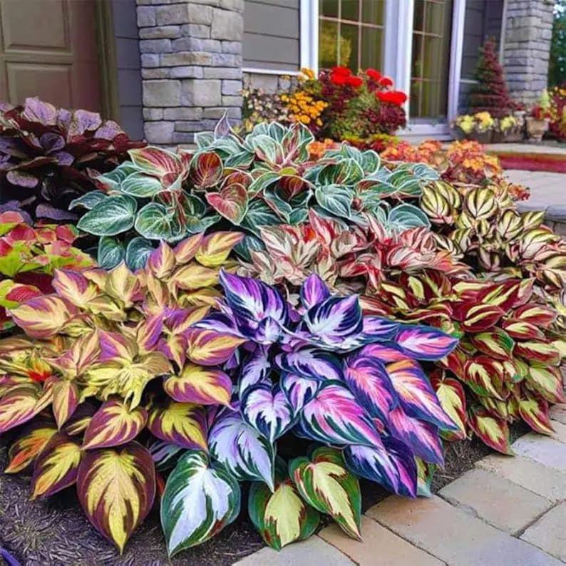 🌿 Rare Multicolor Hosta Seeds + Free Plant Growth Serum