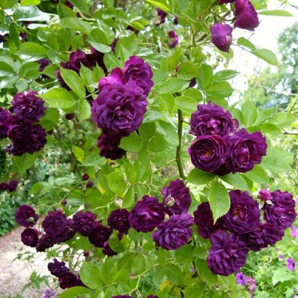 Rose Flower Seeds with Plant Growth Supplement