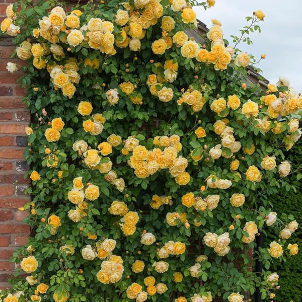 Rose Flower Seeds with Plant Growth Supplement