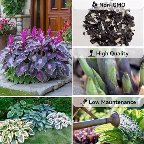 🌿 Rare Multicolor Hosta Seeds + Free Plant Growth Serum
