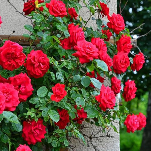 Rose Flower Seeds with Plant Growth Supplement