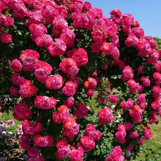 Rose Flower Seeds with Plant Growth Supplement