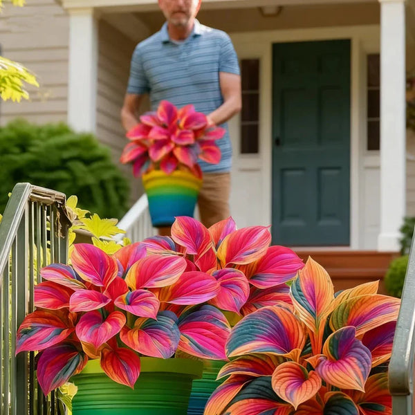 🌿 Rare Multicolor Hosta Seeds + Free Plant Growth Serum