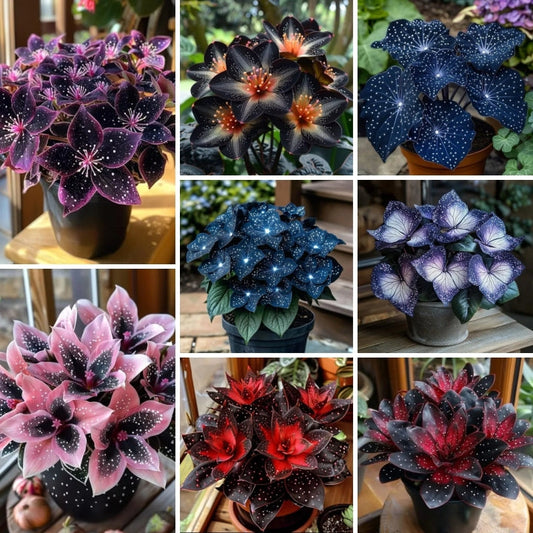 🌿 Rare Multicolor Hosta Seeds + Free Plant Growth Serum